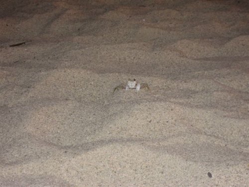 crab in the sand